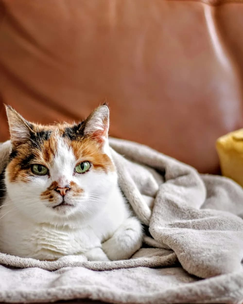 Un gato tricolor descansa envuelto en una manta