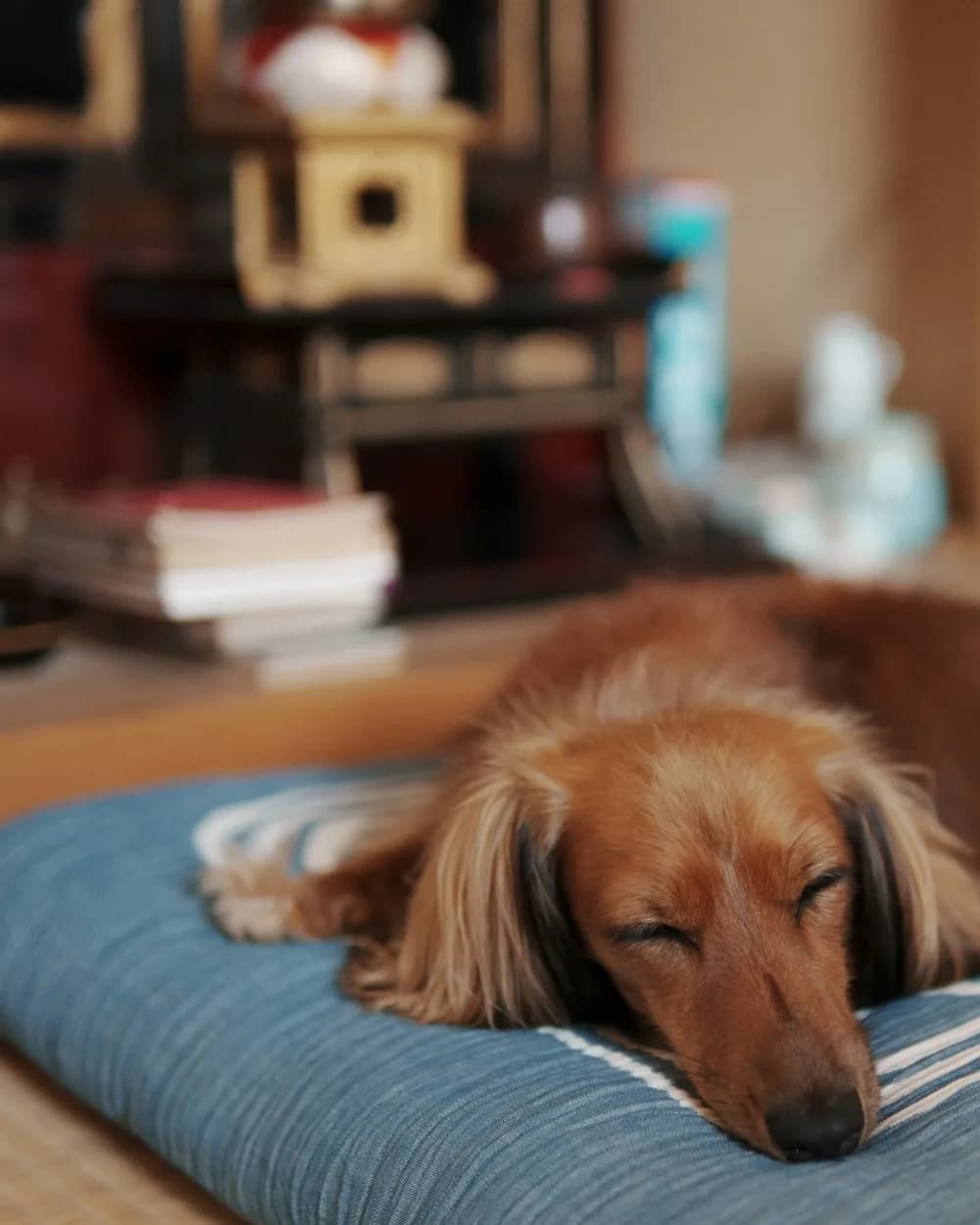 Un perro descansa tranquilo sobre un cojín en casa